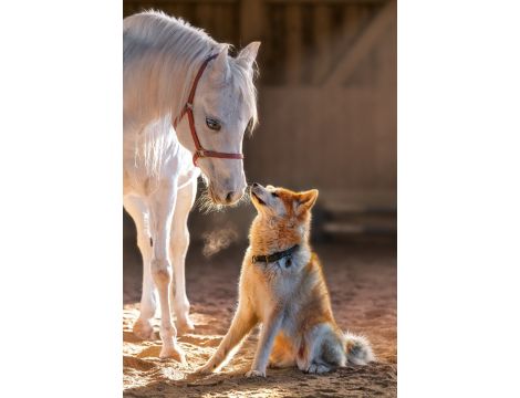 Puzzle Koń I Pies Przyjaźń Castorland 1000el - 2