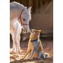 Puzzle Koń I Pies Przyjaźń Castorland 1000el - 3