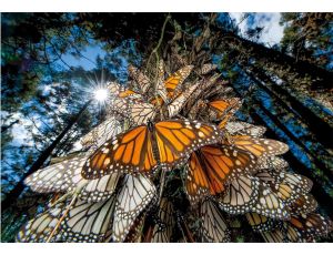 Puzzle Compact National Geographic Motyle Clementoni 1000el - image 2