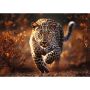 Puzzle Dziki Leopard Trefl 1000el - 3